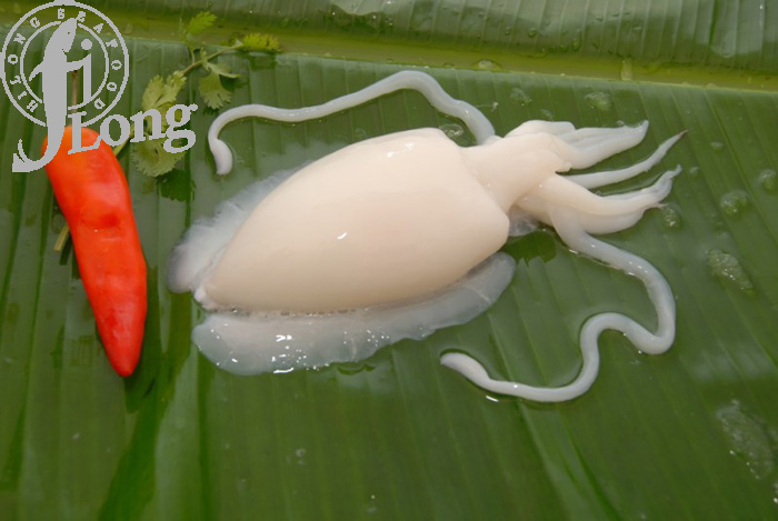 CUTTLE FISH.jpg