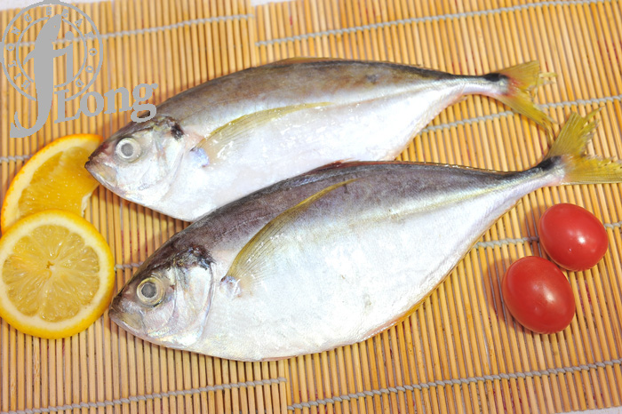Golden Pompano.jpg